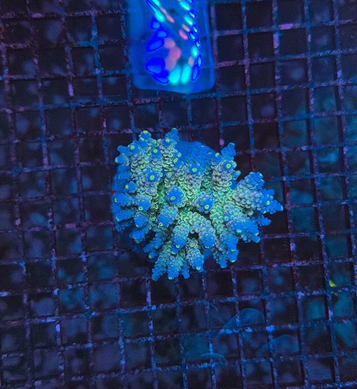 Indo Premium Acro