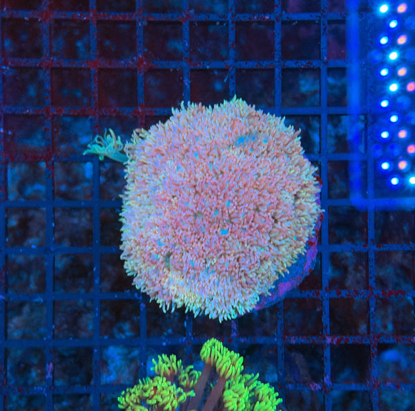 Goniopora
