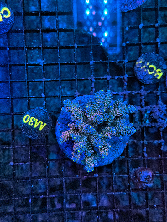 Indo Premium acro clearance