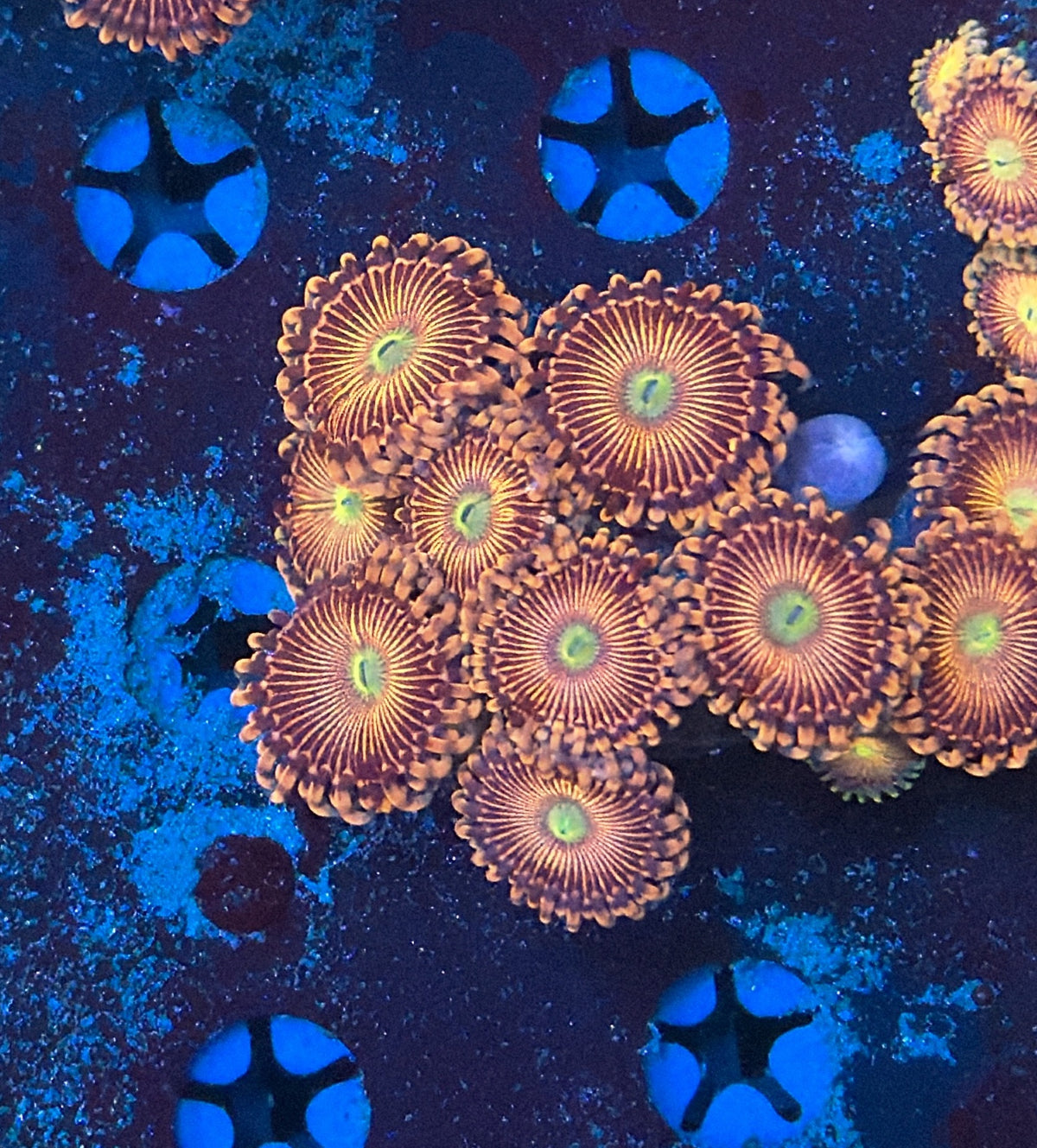 Zoa Frag