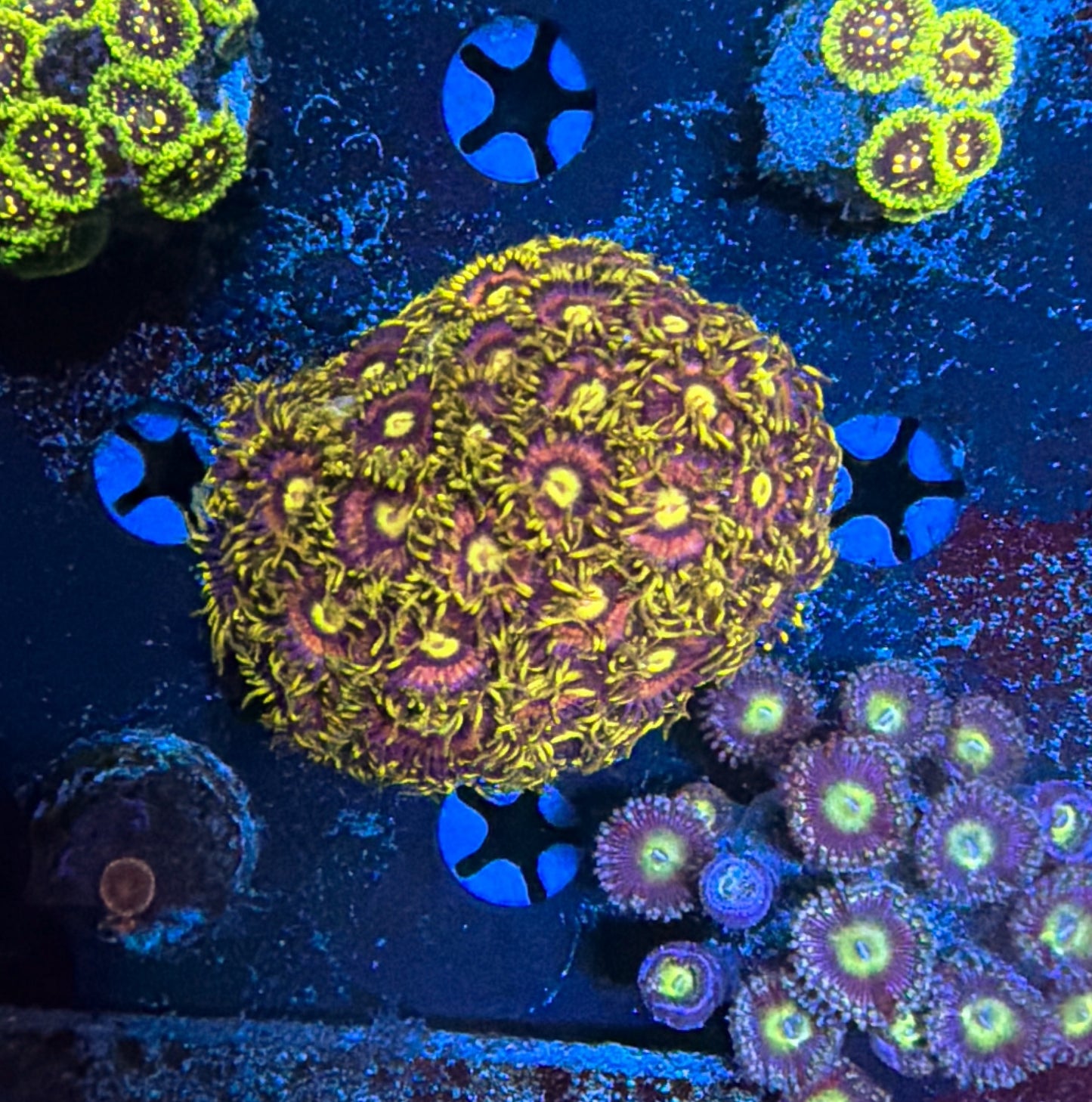 Rainbow Zoa
