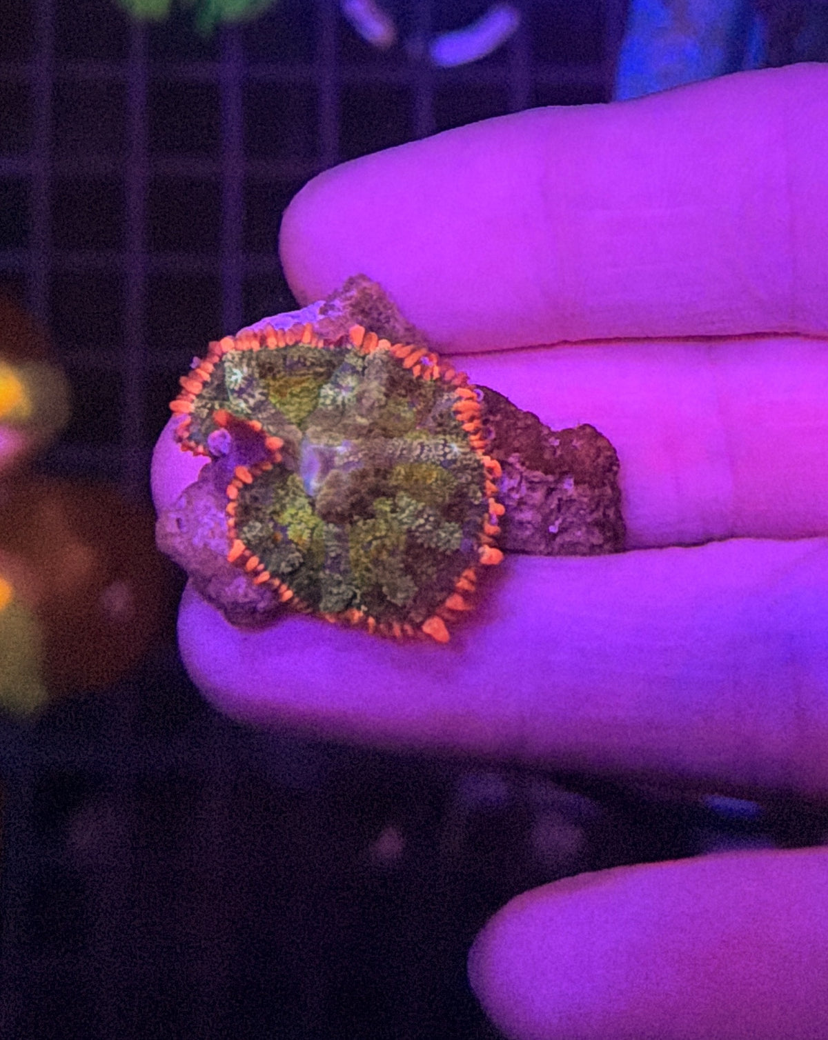 Rainbow Frank