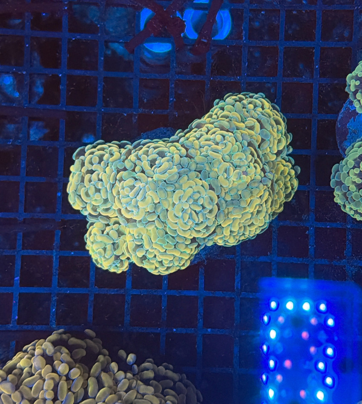 Indo SP Hammer colony