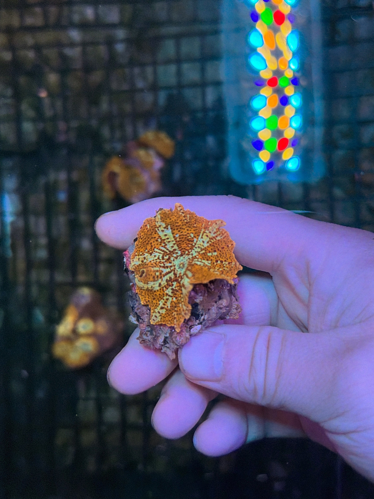 Indo mushroom