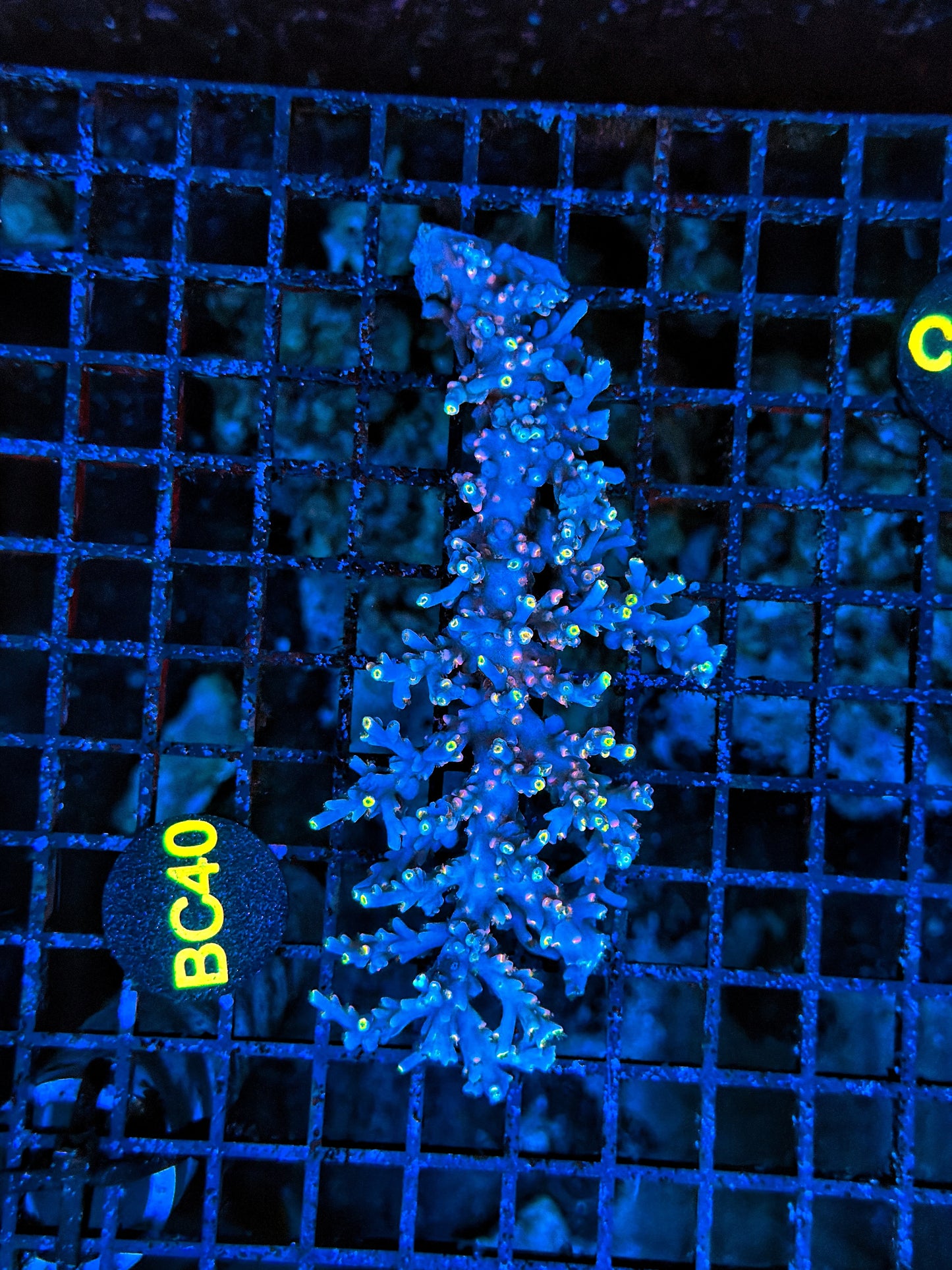 Malay Acro S