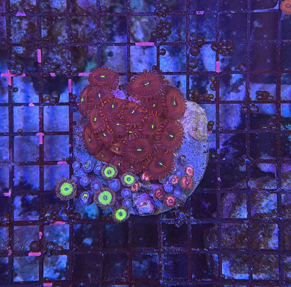 Rainbow zoa clearance