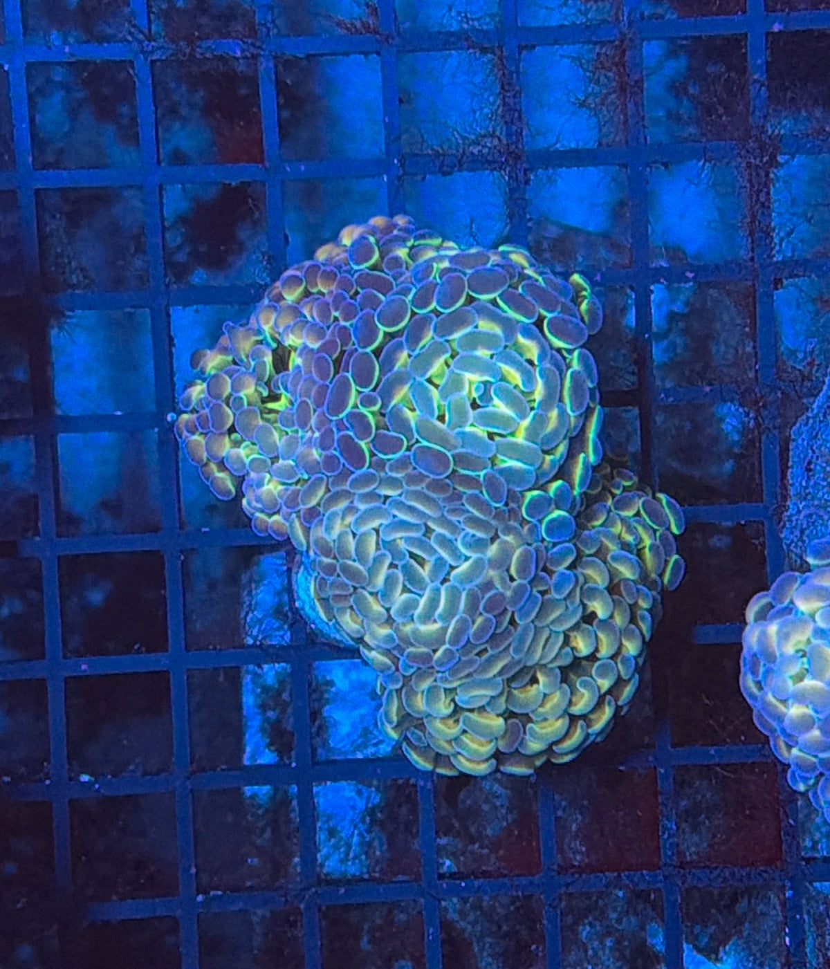 hologram Hammer