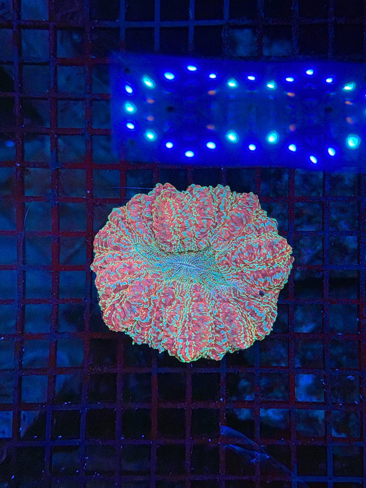 Rainbow Acantho