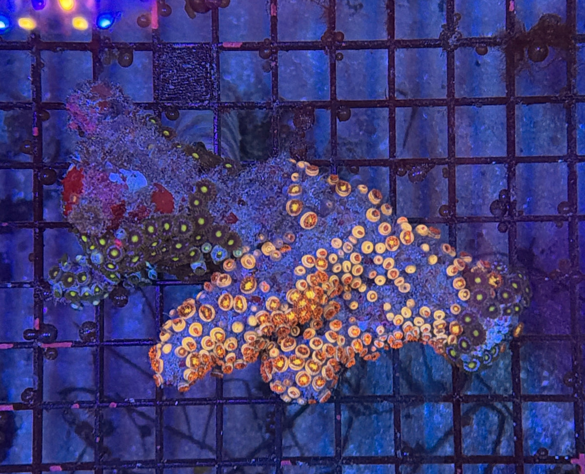 Rainbow zoa clearance