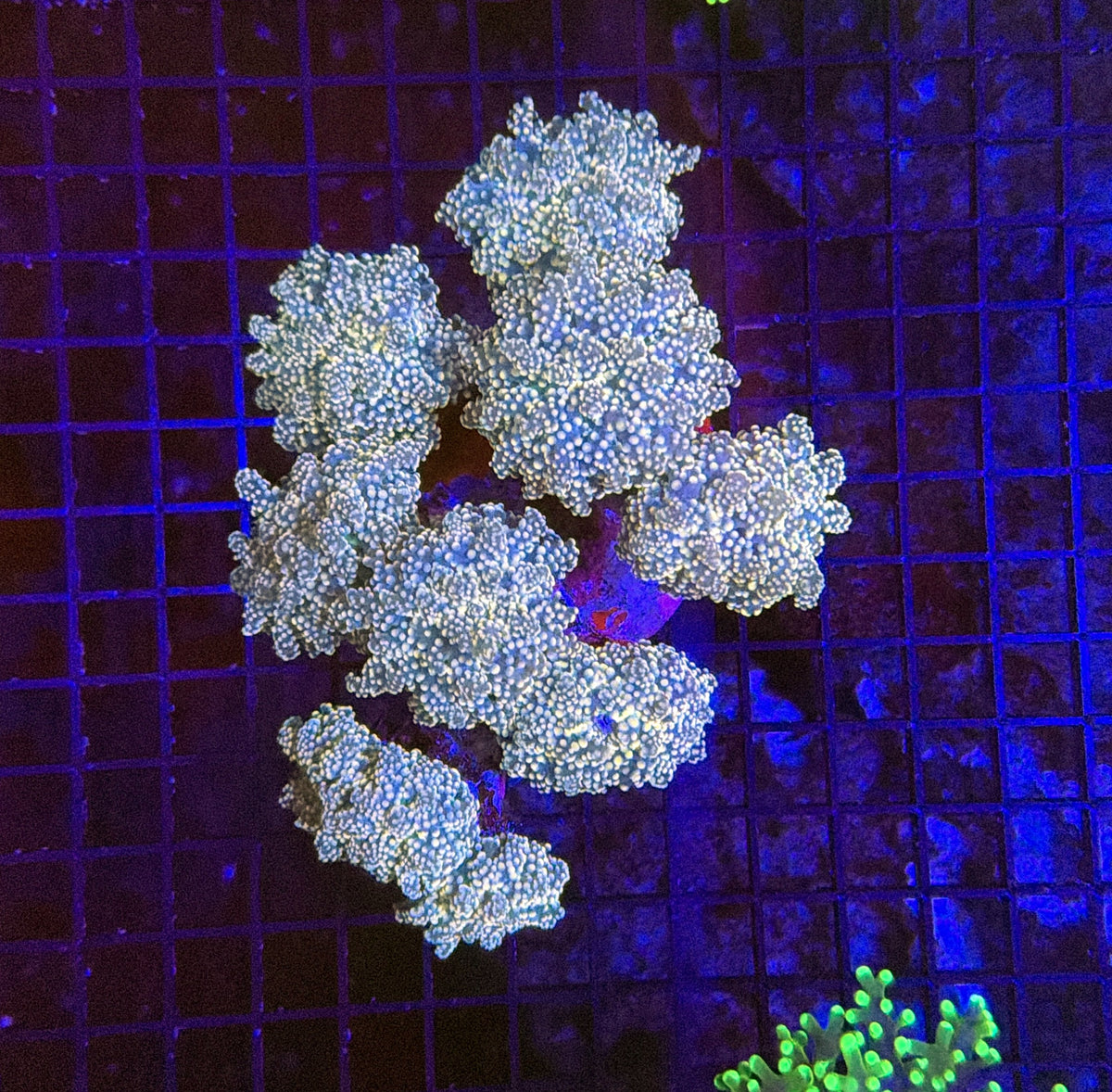 Frogspwan colony 4-8 heads