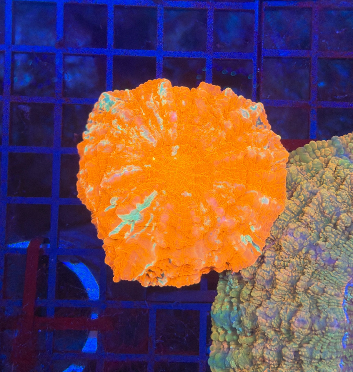 Rainbow Acantho