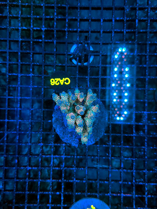 Indo Premium Acro