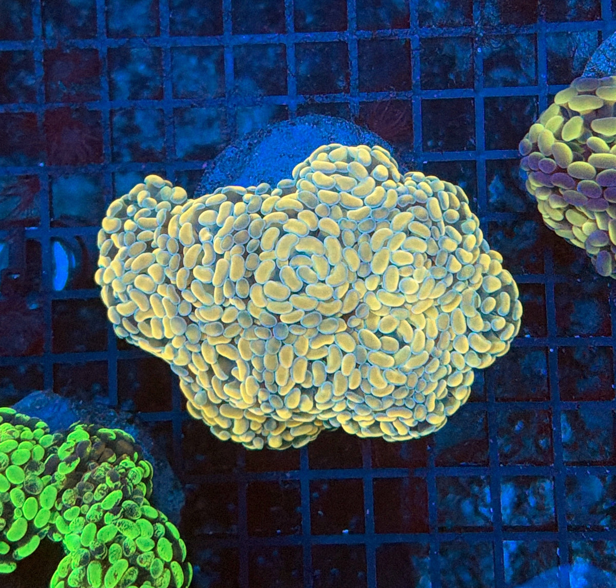 Indo SP Hammer colony