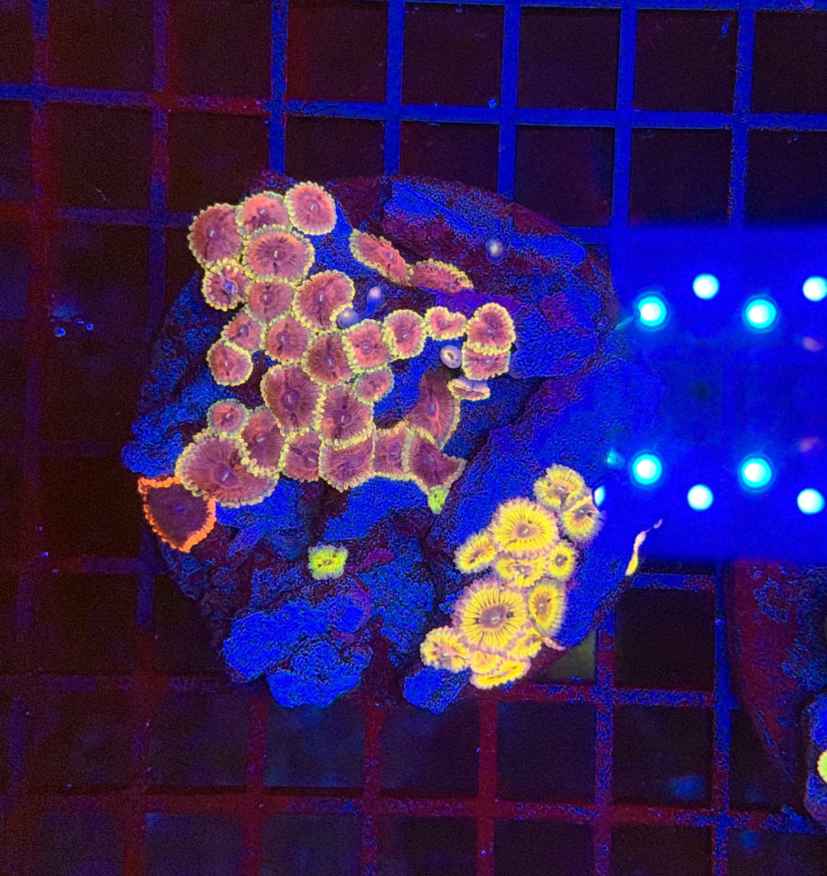 Rainbow zoa clearance