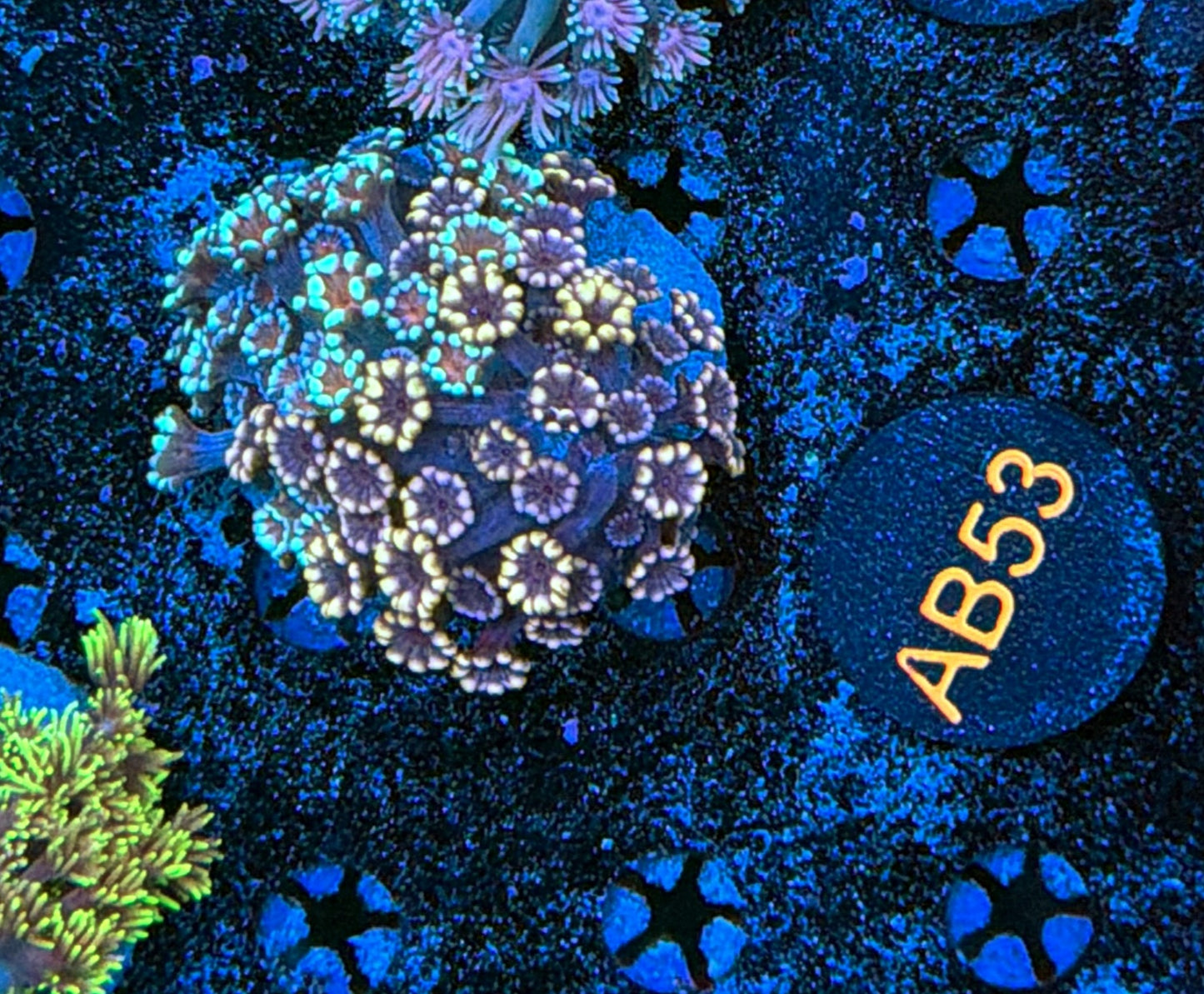 Rainbow alveopora