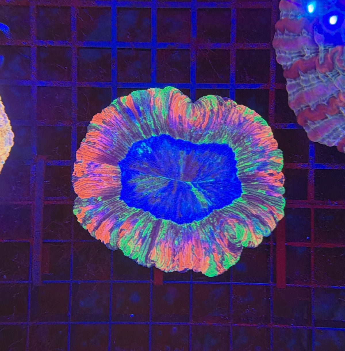Ultra rainbow trachy