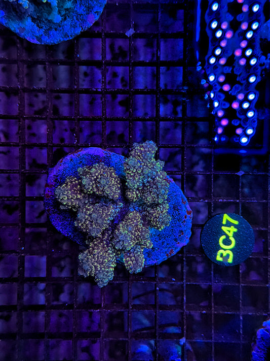 Indo Premium acro clearance