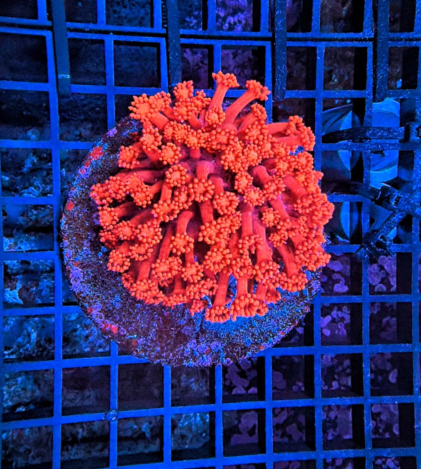 Red Goni