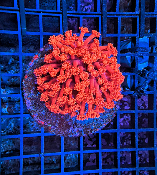 Red Goni