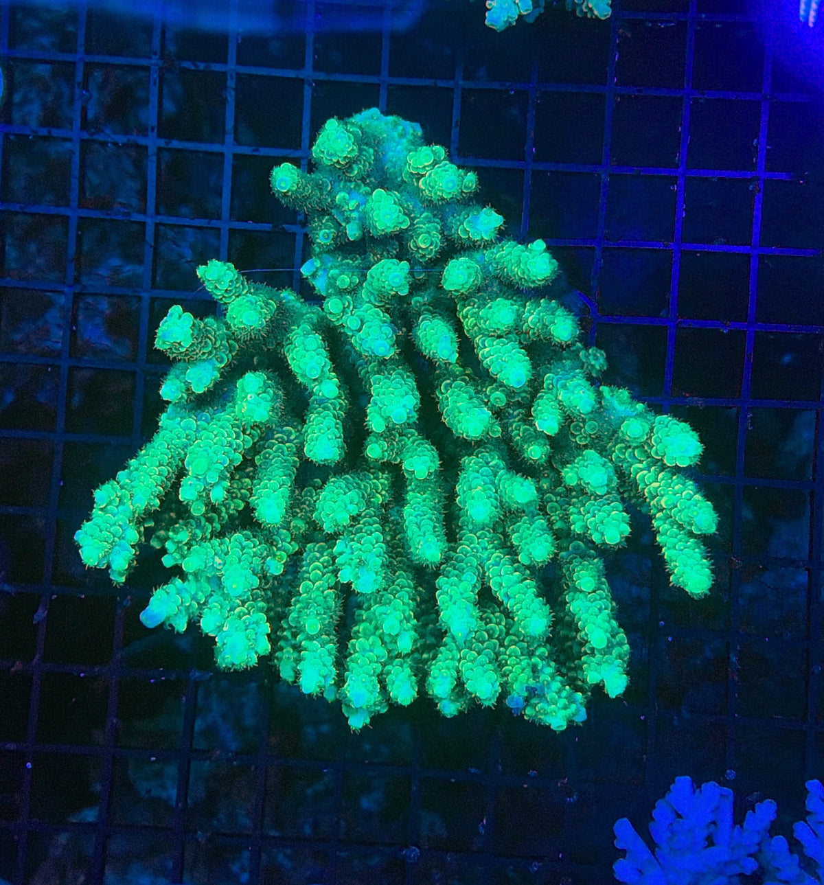 Malay tenius (clearance)