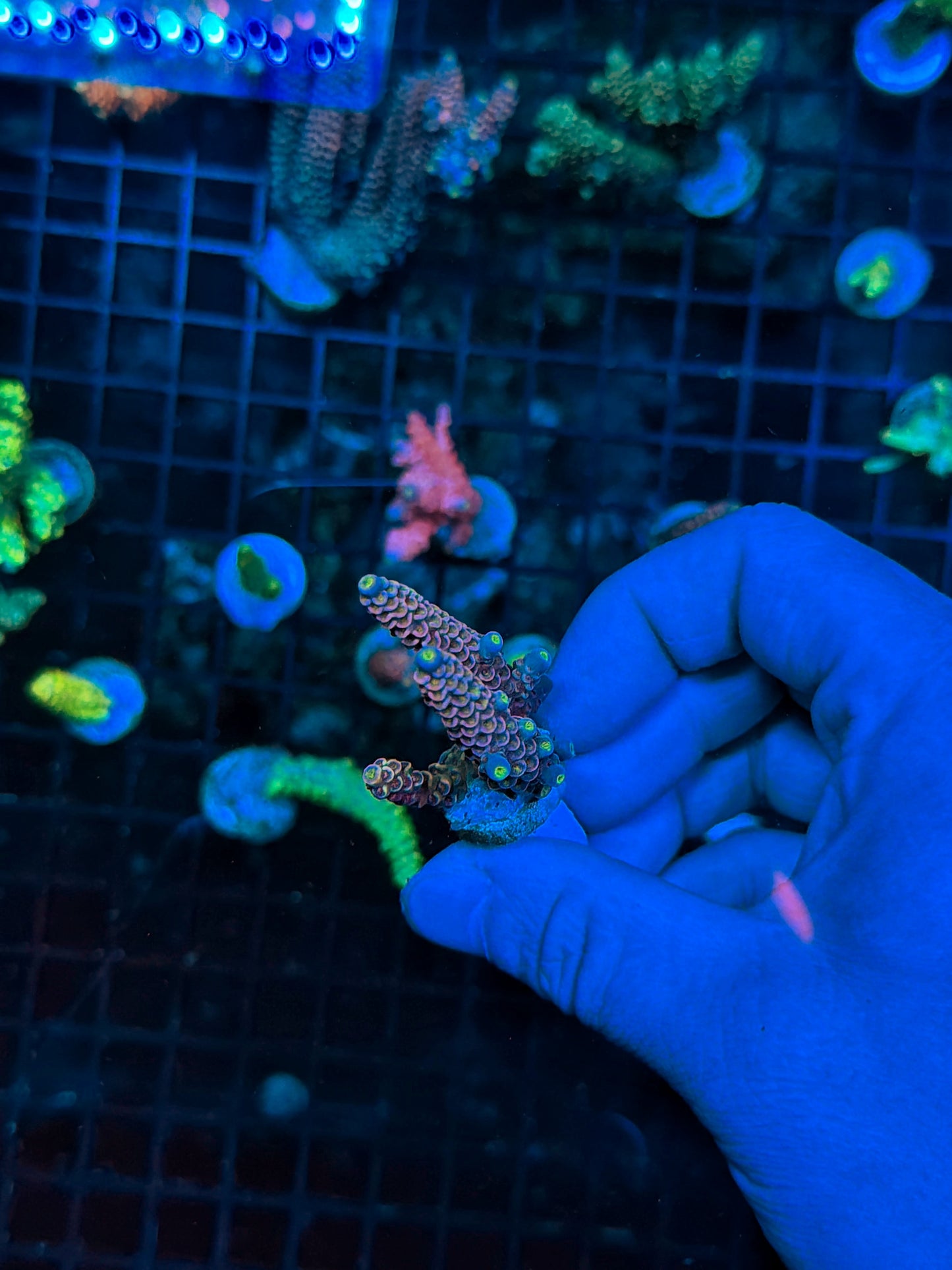 Tenius frag