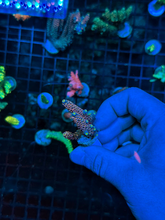 Tenius frag