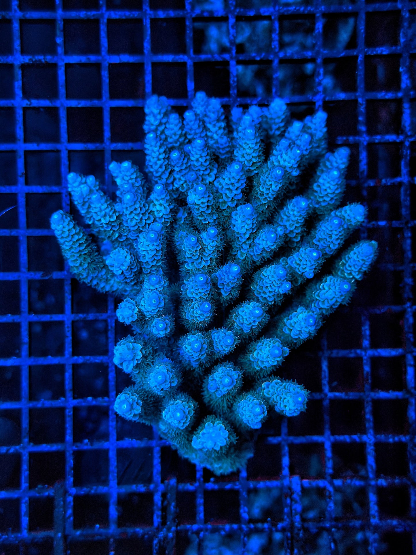 Malay Acro