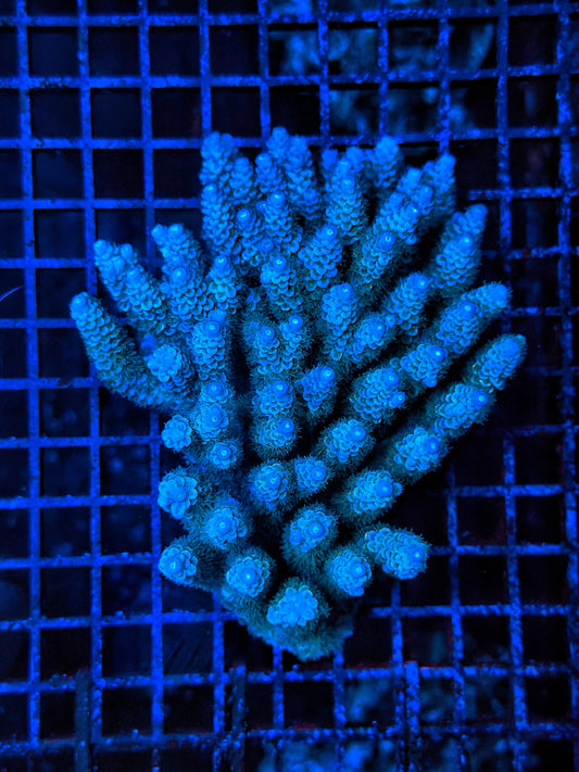 Malay Acro