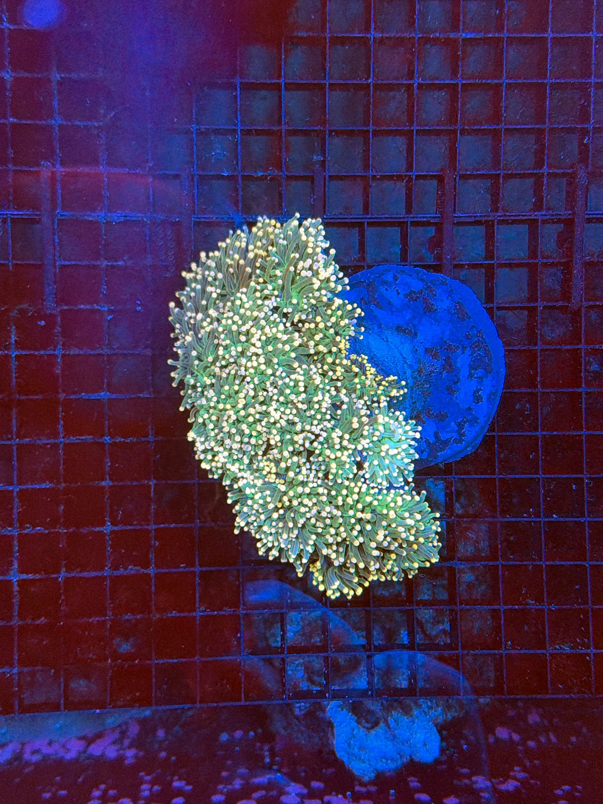 Indo Green Torch colony 4-10 head colony