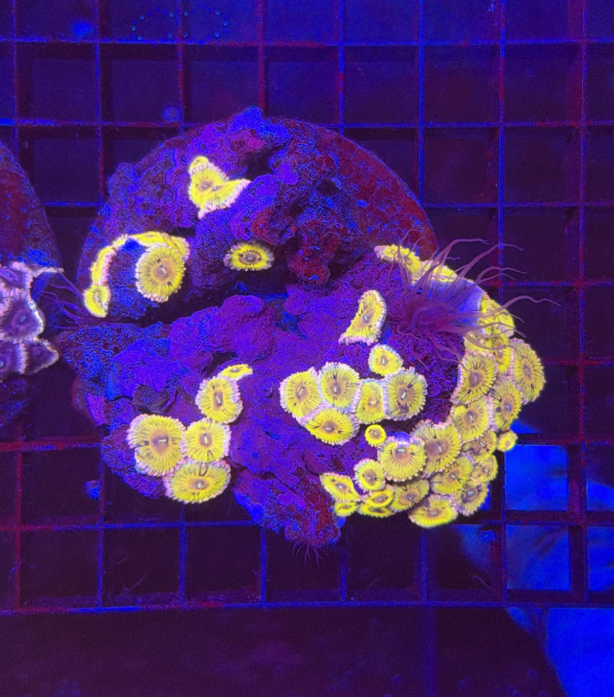 Rainbow zoa clearance
