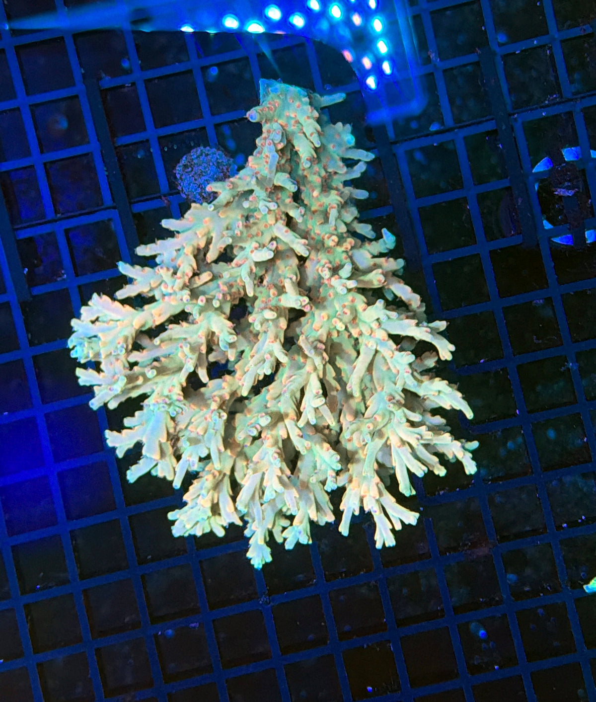 Malay acro (cream dela cream type)