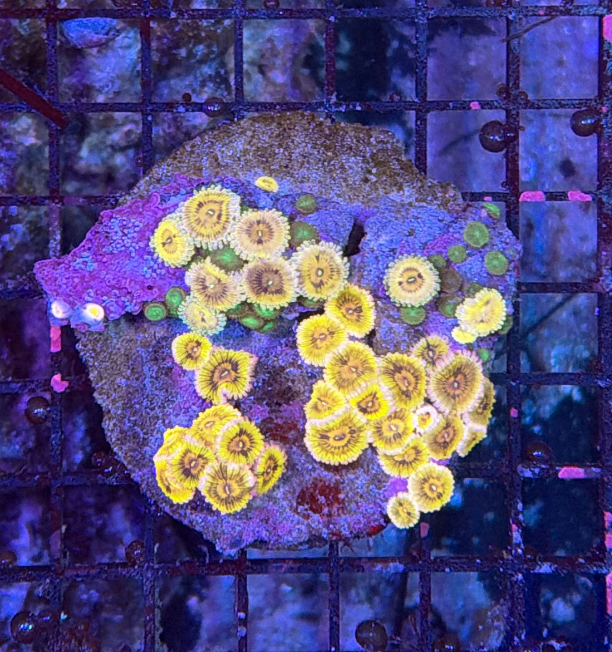 Rainbow zoa clearance