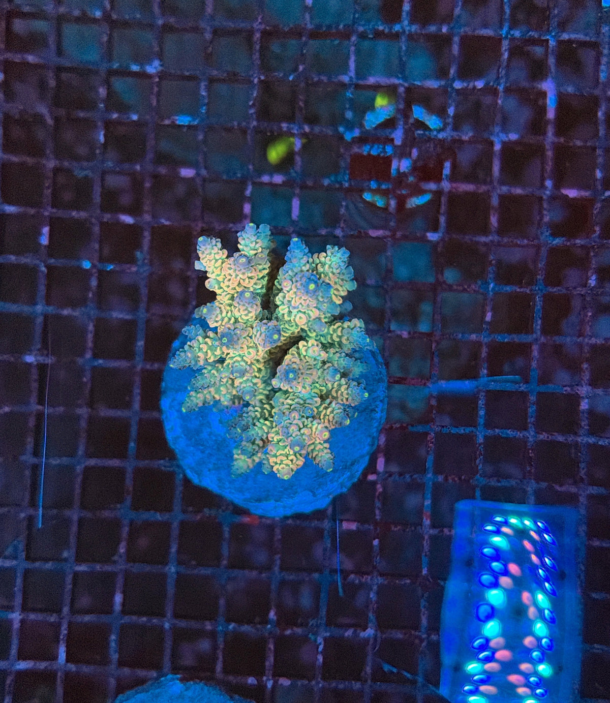 Indo Premium Acro