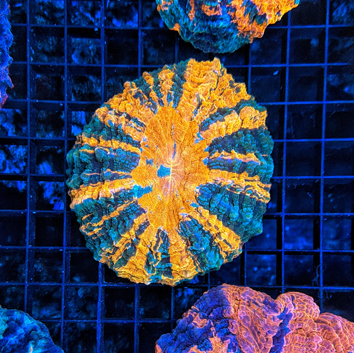 Rainbow Acantho