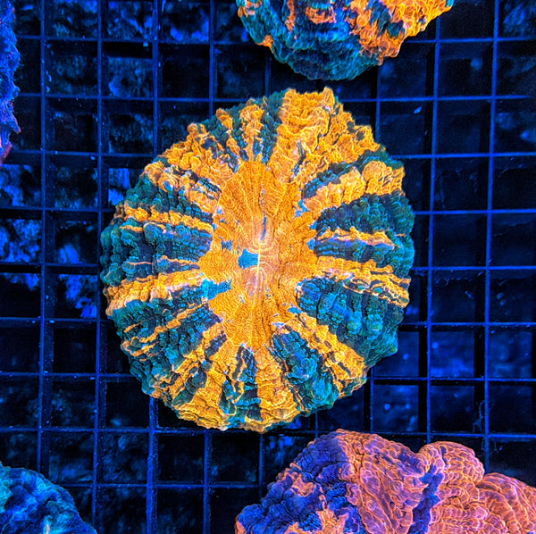 Rainbow Acantho