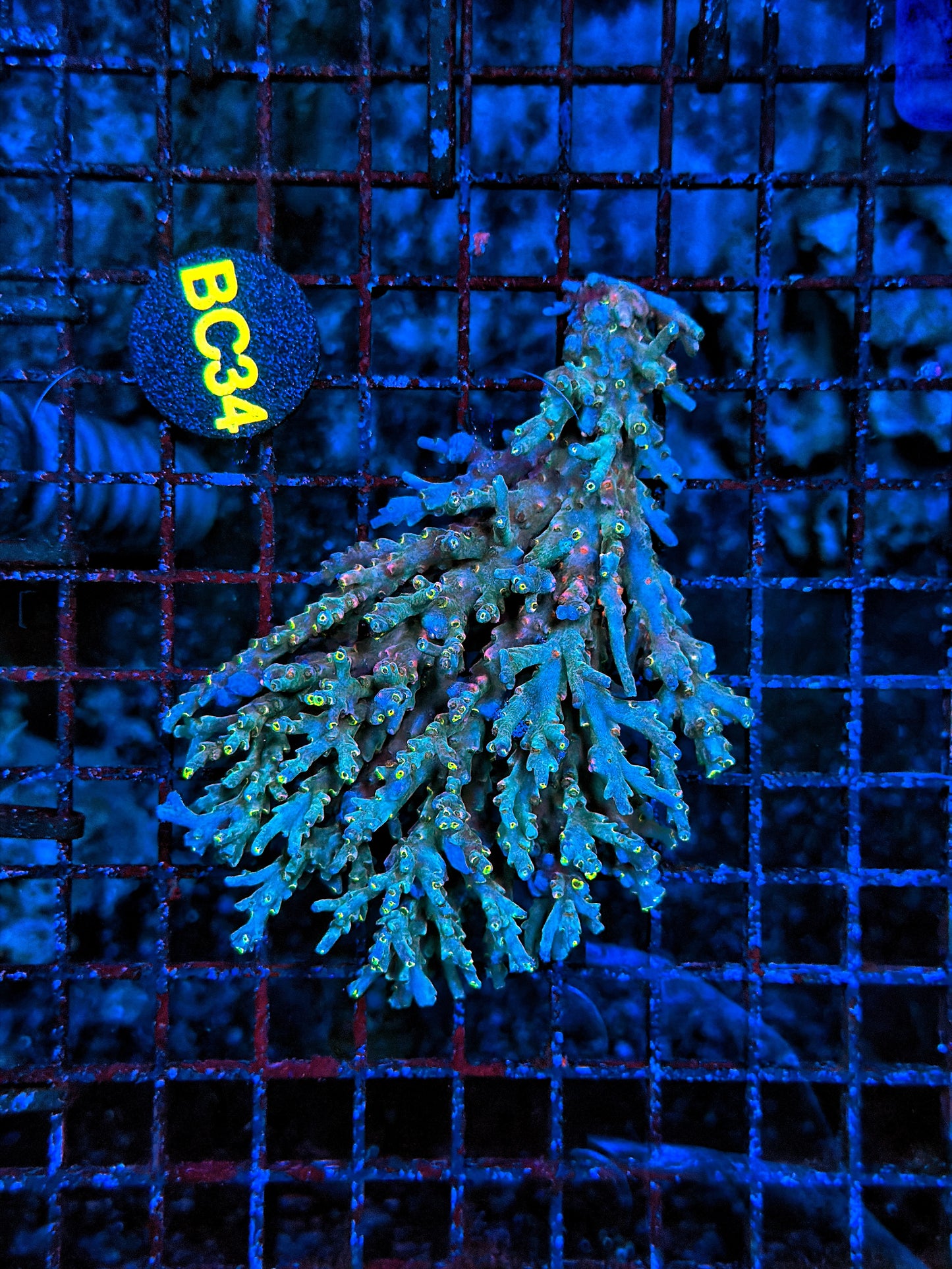 Malay Acro