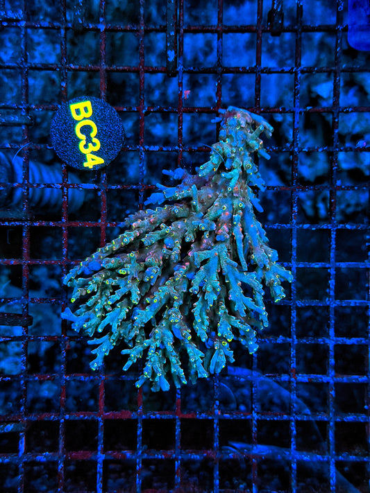 Malay Acro
