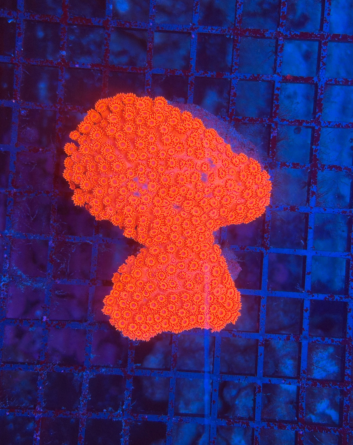 Red Goni L