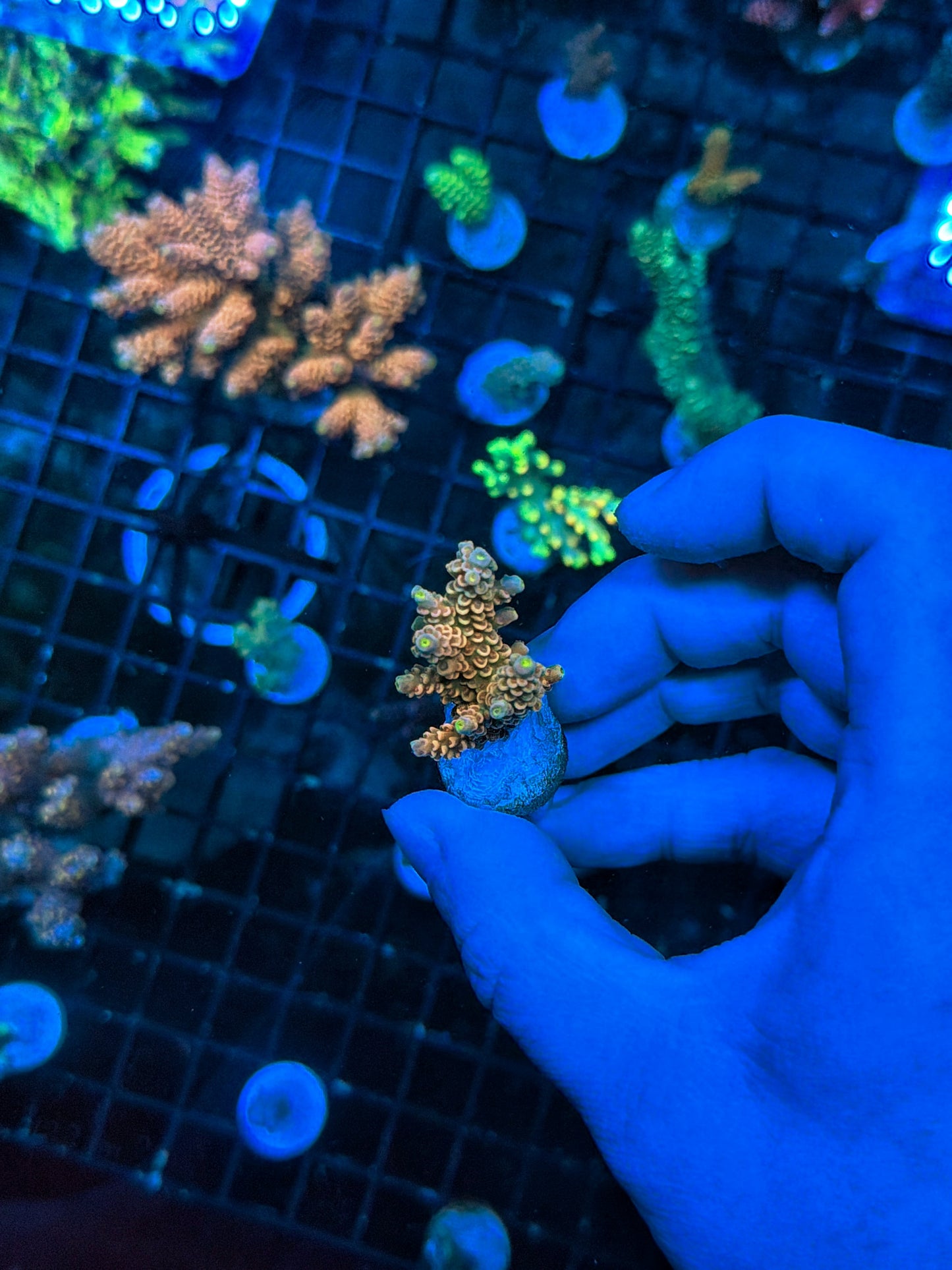 Tenius frag