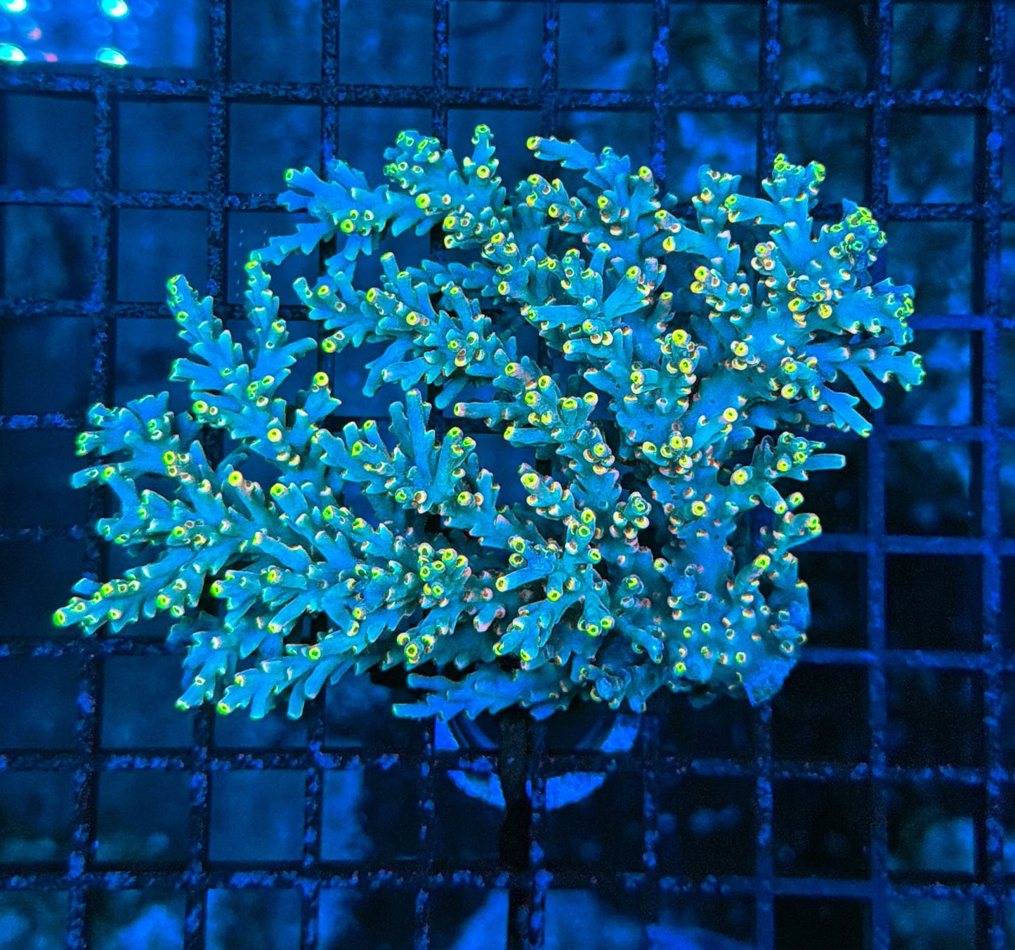 Malay speciosa