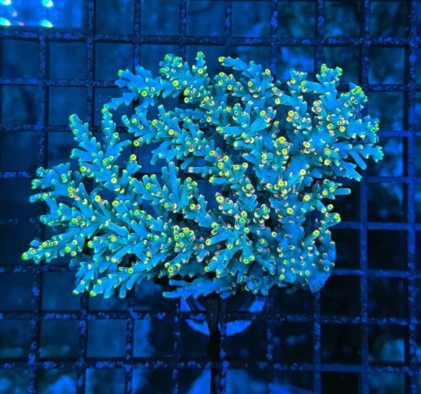 Malay speciosa
