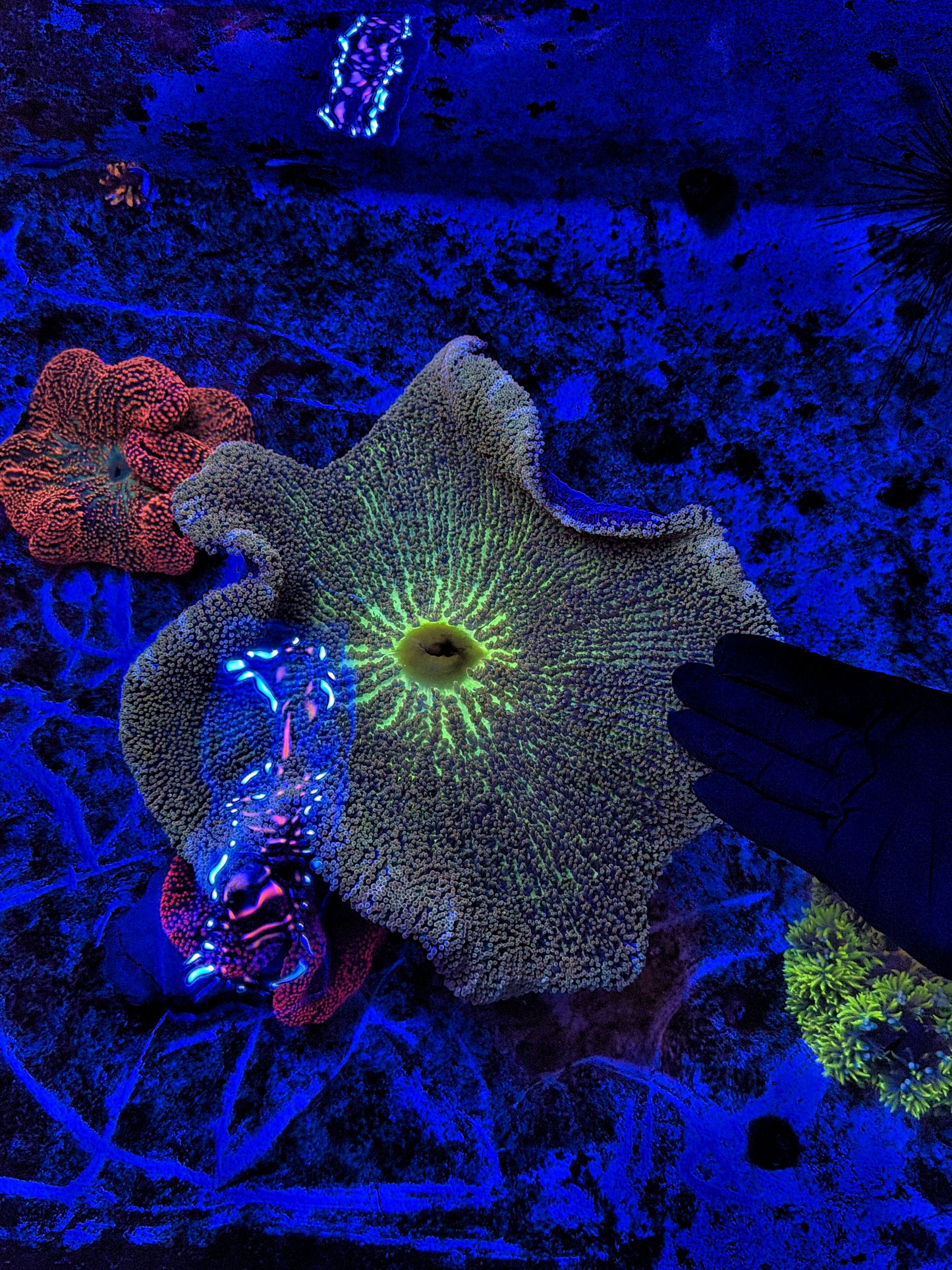 Rainbow carpet XXL