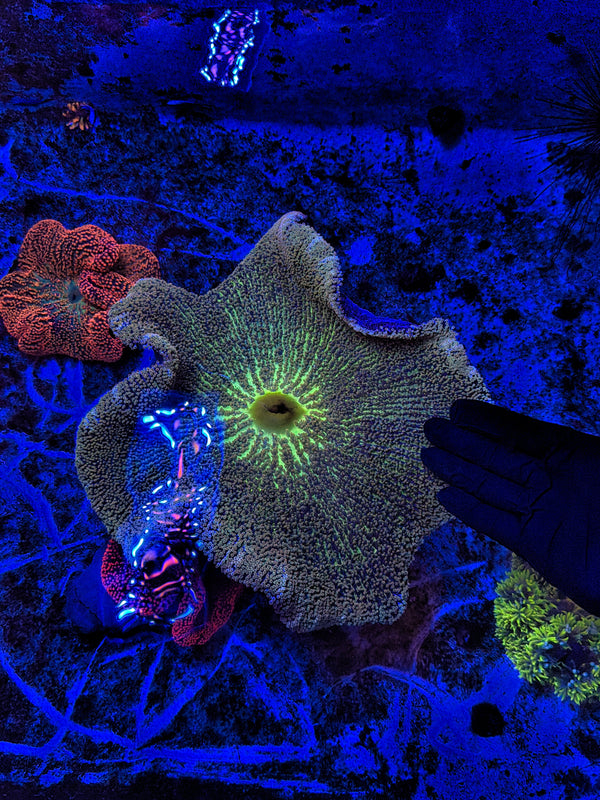 Rainbow carpet XXL