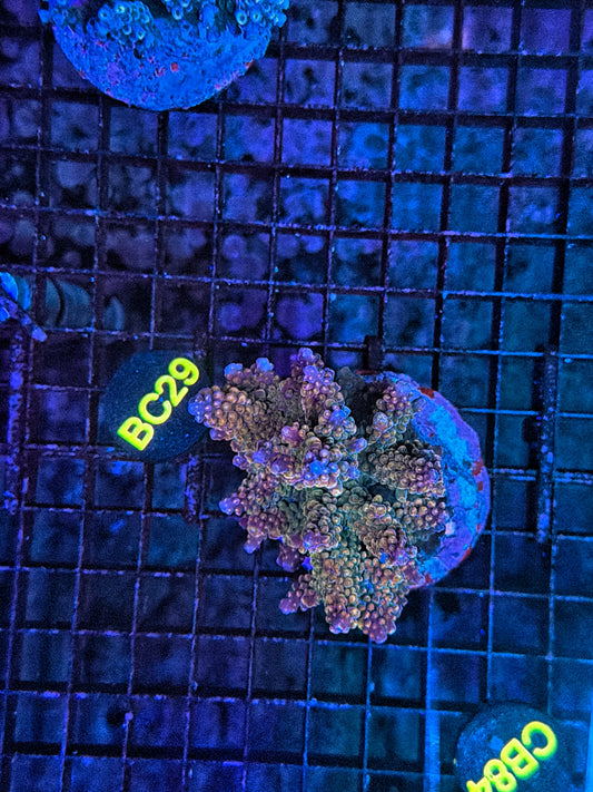 Indo Premium acro clearance