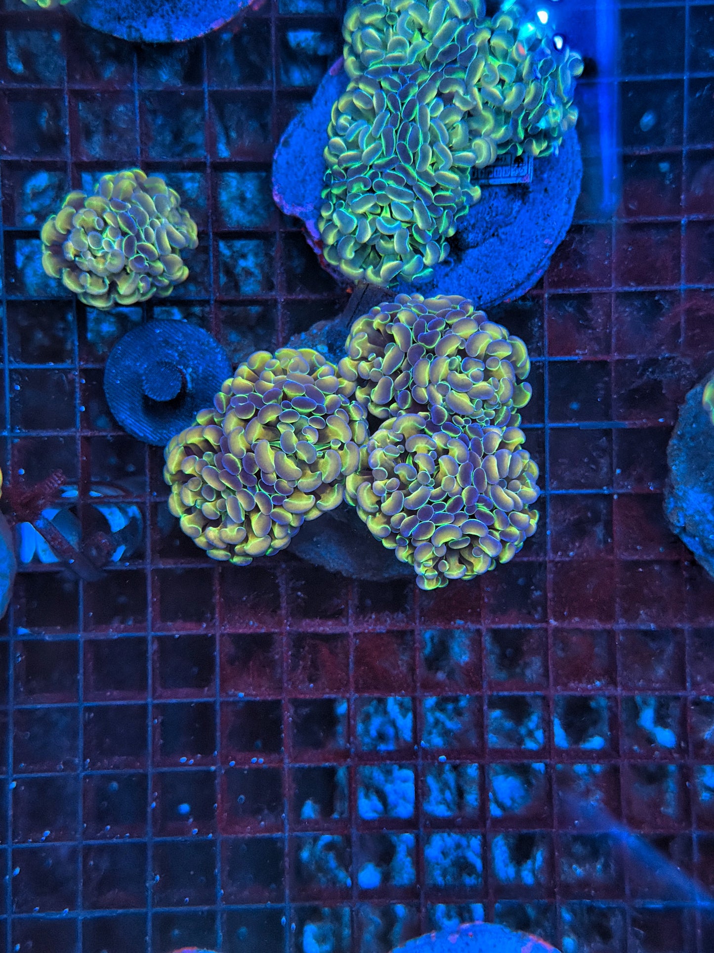 Hologram Colony