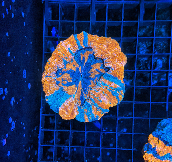 Rainbow Acantho