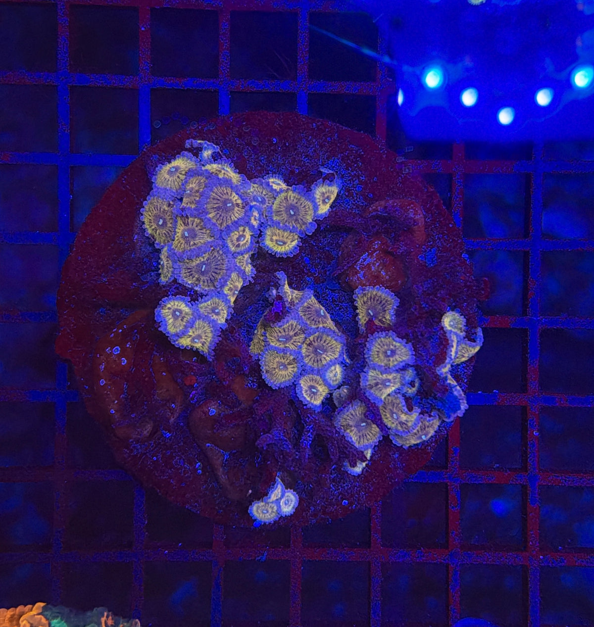 Rainbow zoa clearance