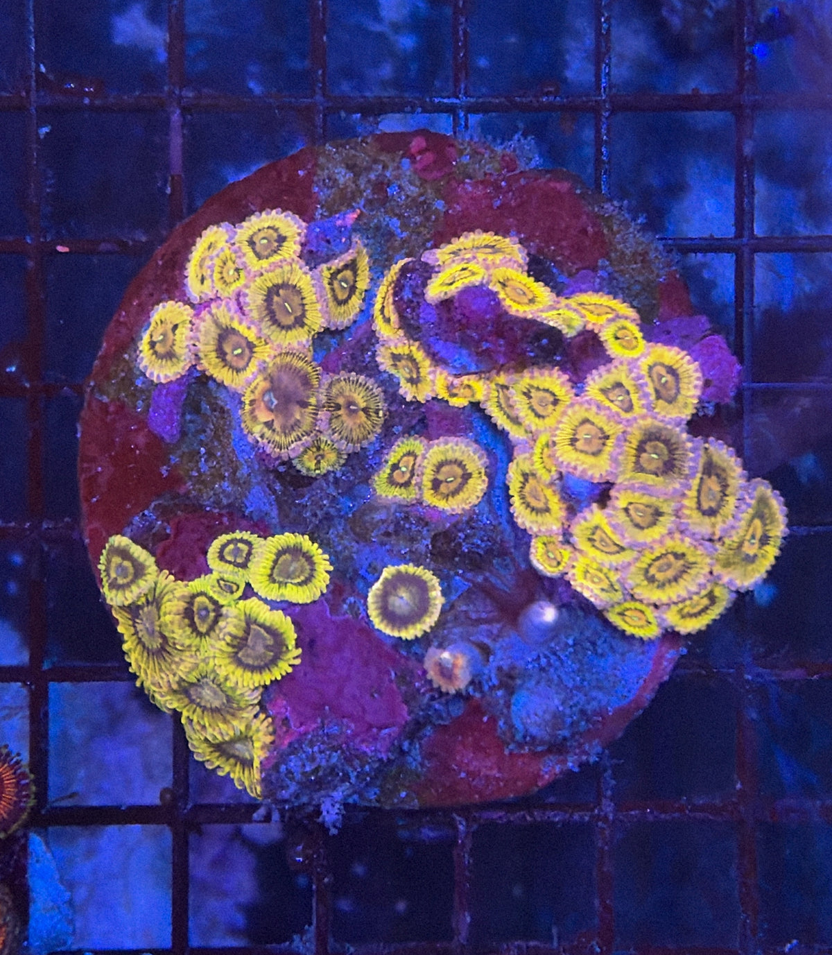 Rainbow zoa clearance