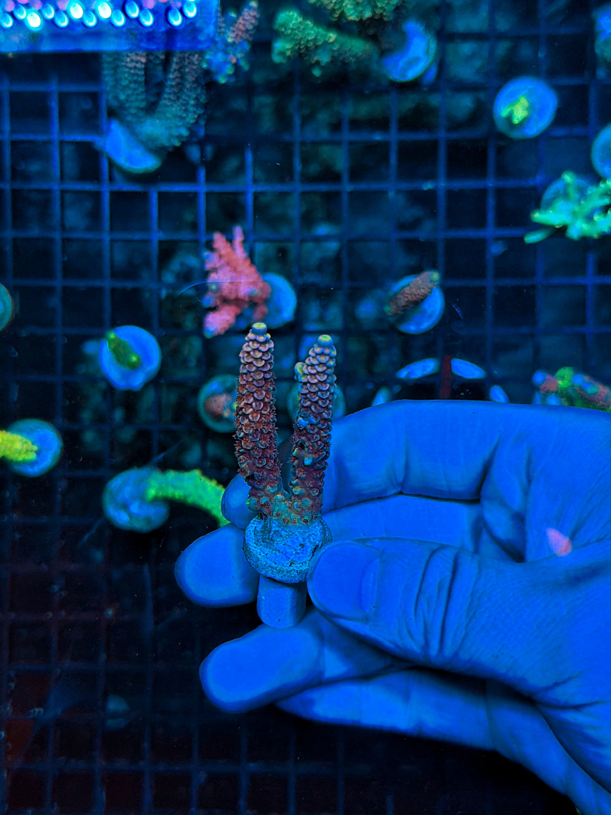 Tenius frag