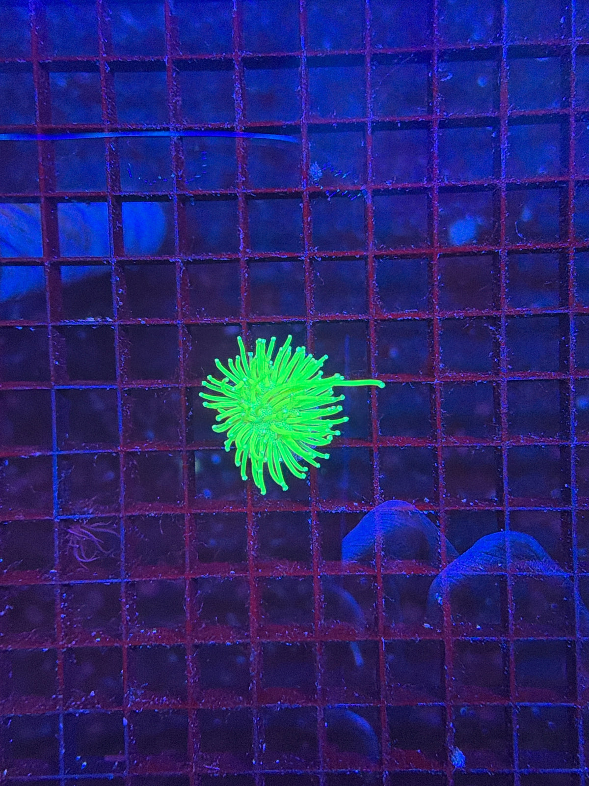 Malay Bright neon toadstool